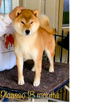Visiting sire profile thumbnail