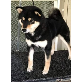 Visiting sire profile thumbnail