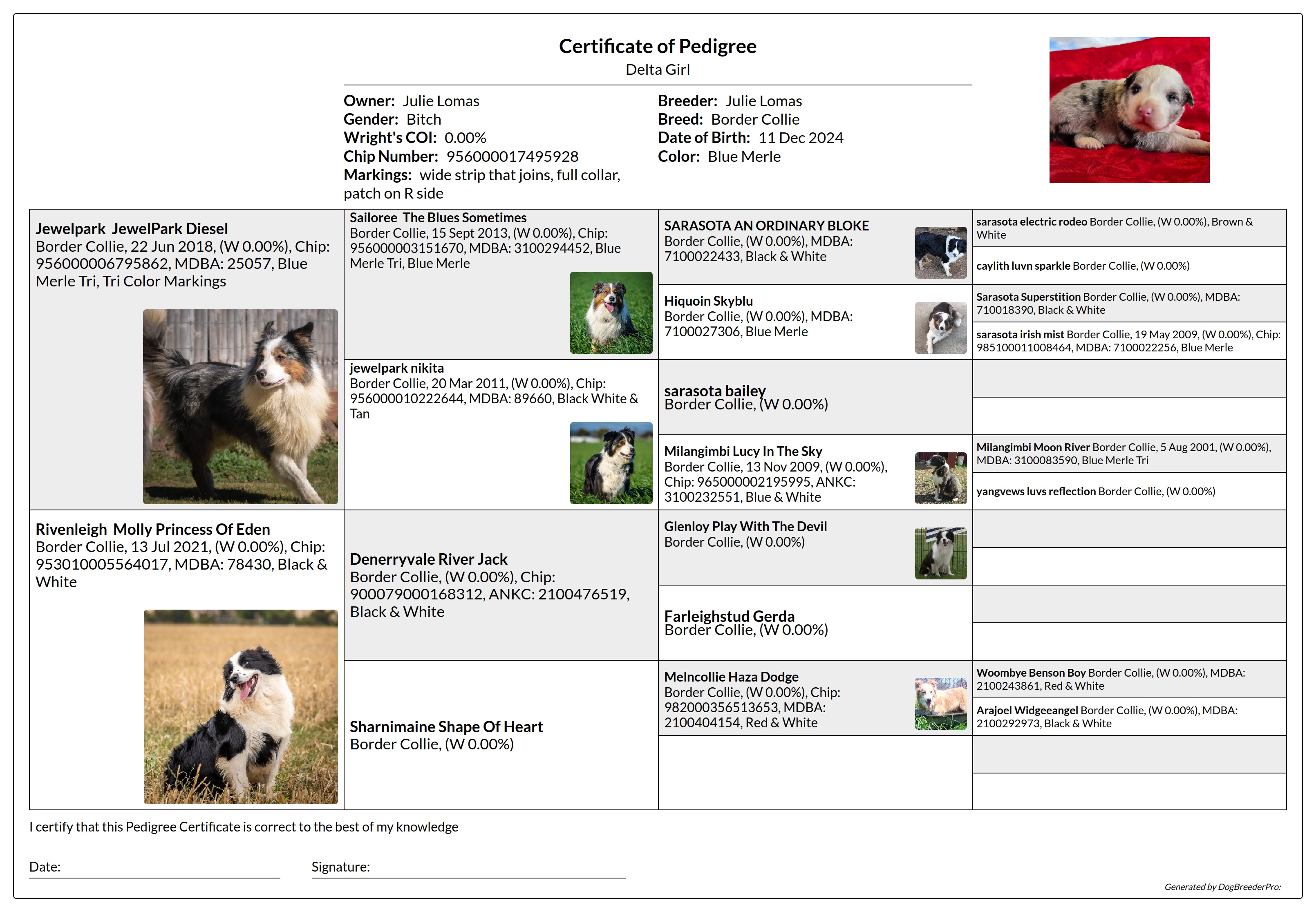 Pedigree
