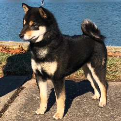 Retired dam profile thumbnail