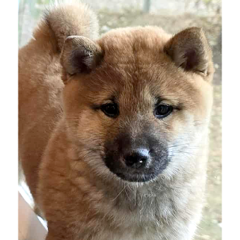 Sunni profile thumbnail