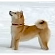 Oami profile thumbnail
