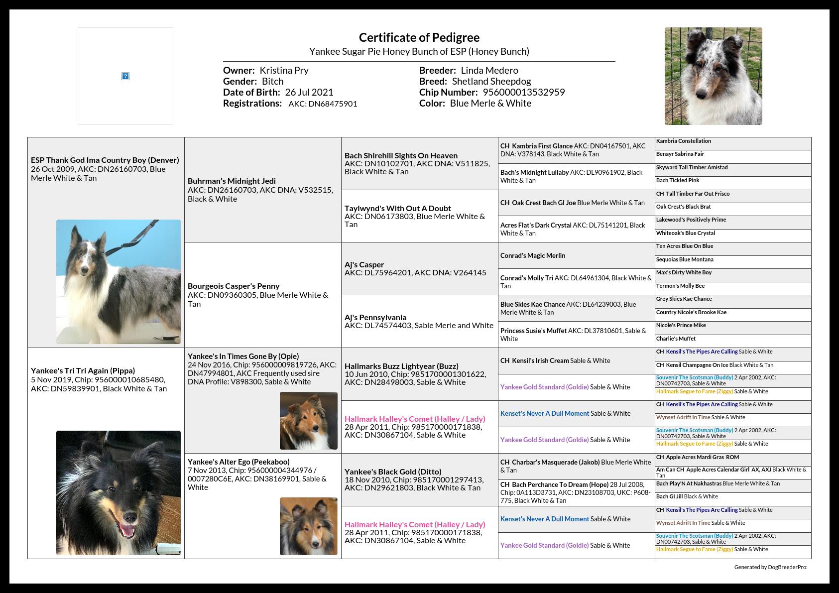 Yankee Shelties - Breeding Quality Shetland Sheepdogs