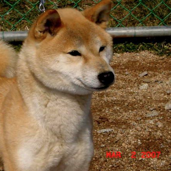 Retired dam profile thumbnail